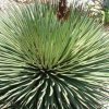 agave stricta_